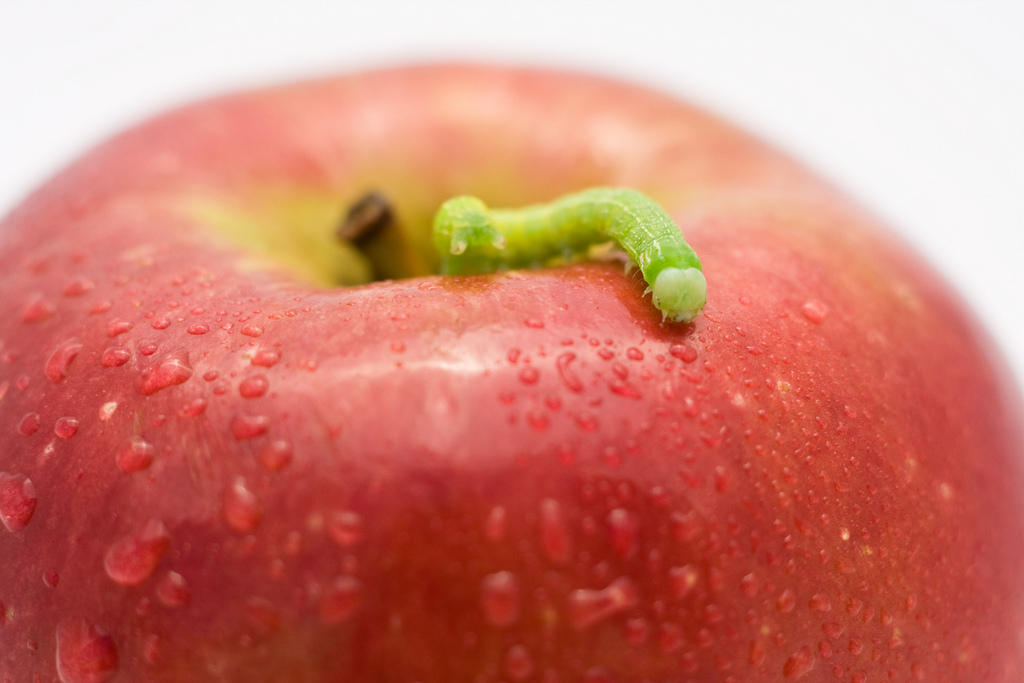 apple_worm